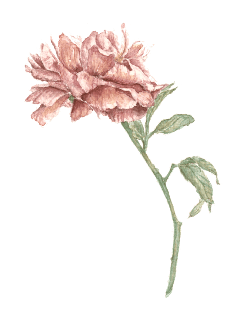 peony watercolor painting